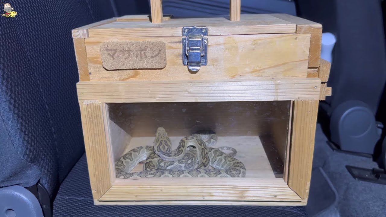 釣りに出掛けたら、ハブが人の家に入って行こうとしてたので緊急で捕獲しました🐍