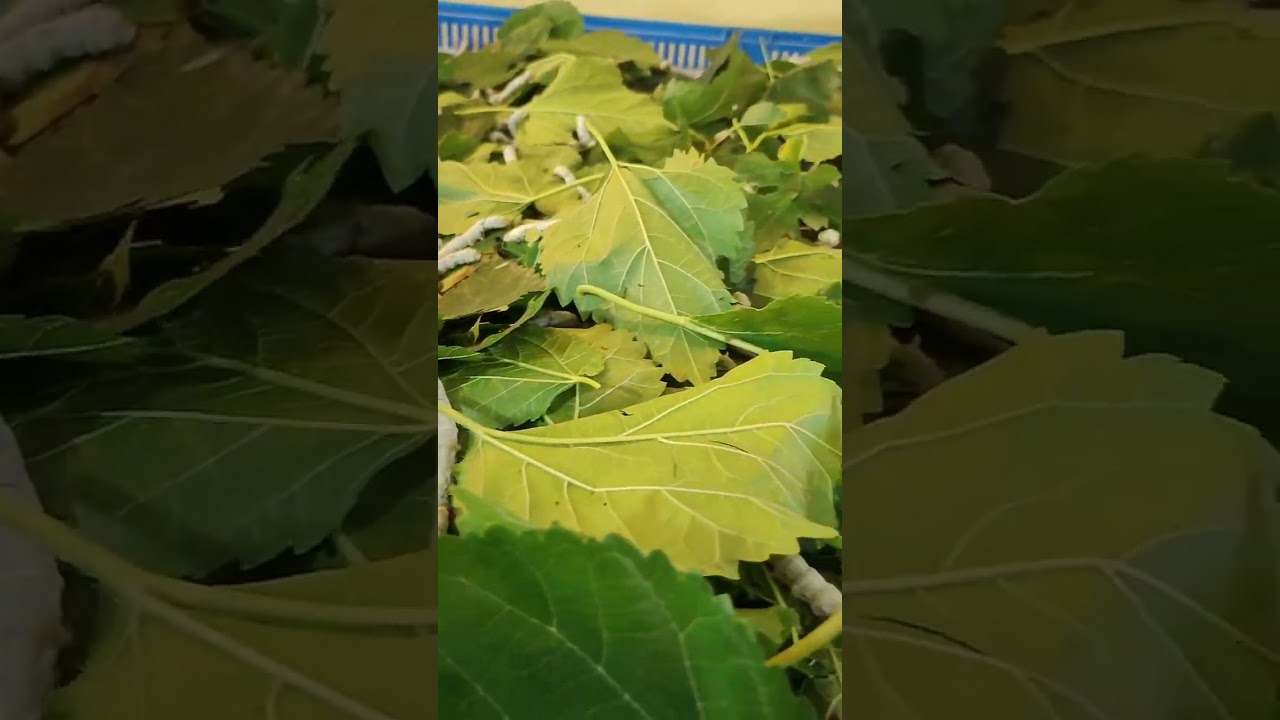 Silkworm#Bombyx mori#Pat silk#Viral video#short#tending