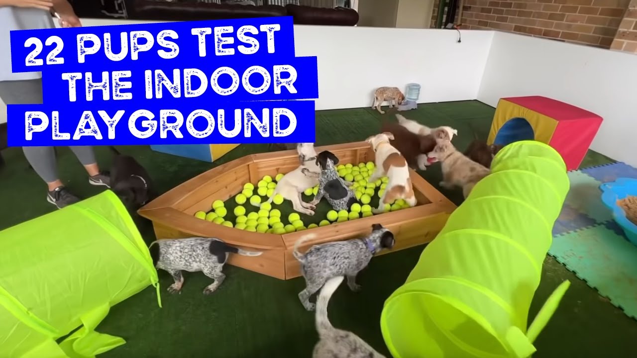 The Indoor Puppy Playground tested by 22 puppies