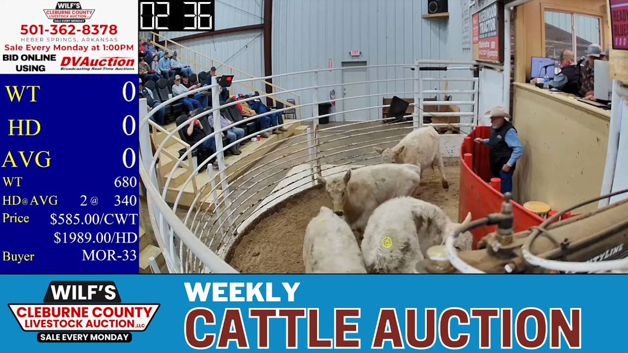 Heber Springs Cattle Market LIVE | North Arkansas Auction at Wilf’s Cleburne County | Feb 23, 2026