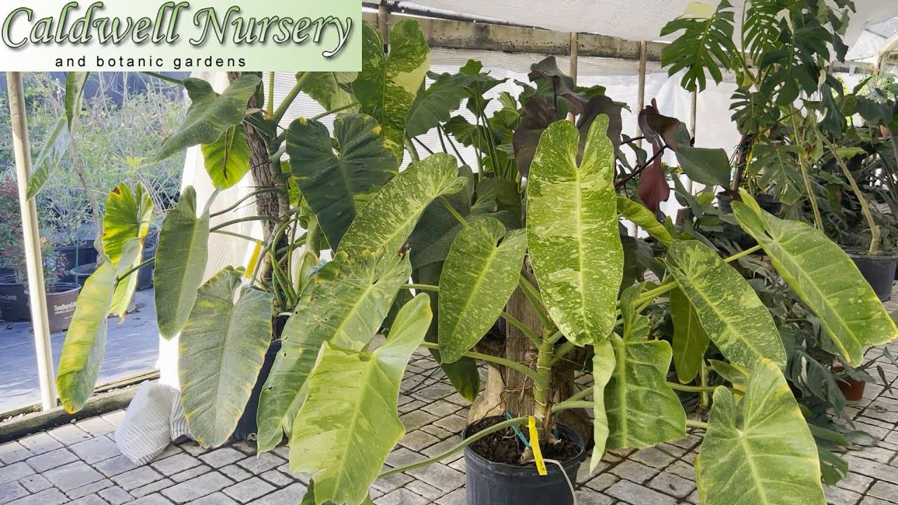 Rare Plant Shopping Trip | Giant Thai Constellation Monsteras, Jose Buonos, and More!