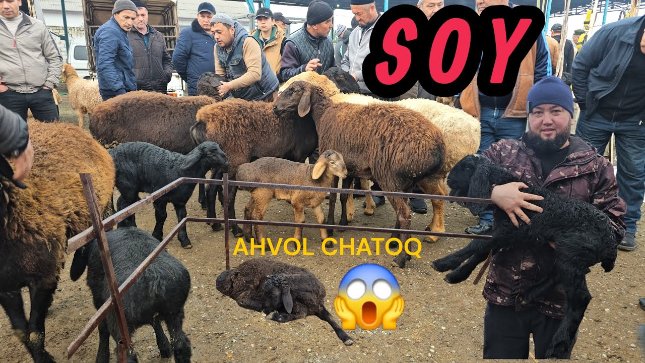 BUGUN SHOOK NARXLAR.  BUNAQASINI KORMAGANSIZ