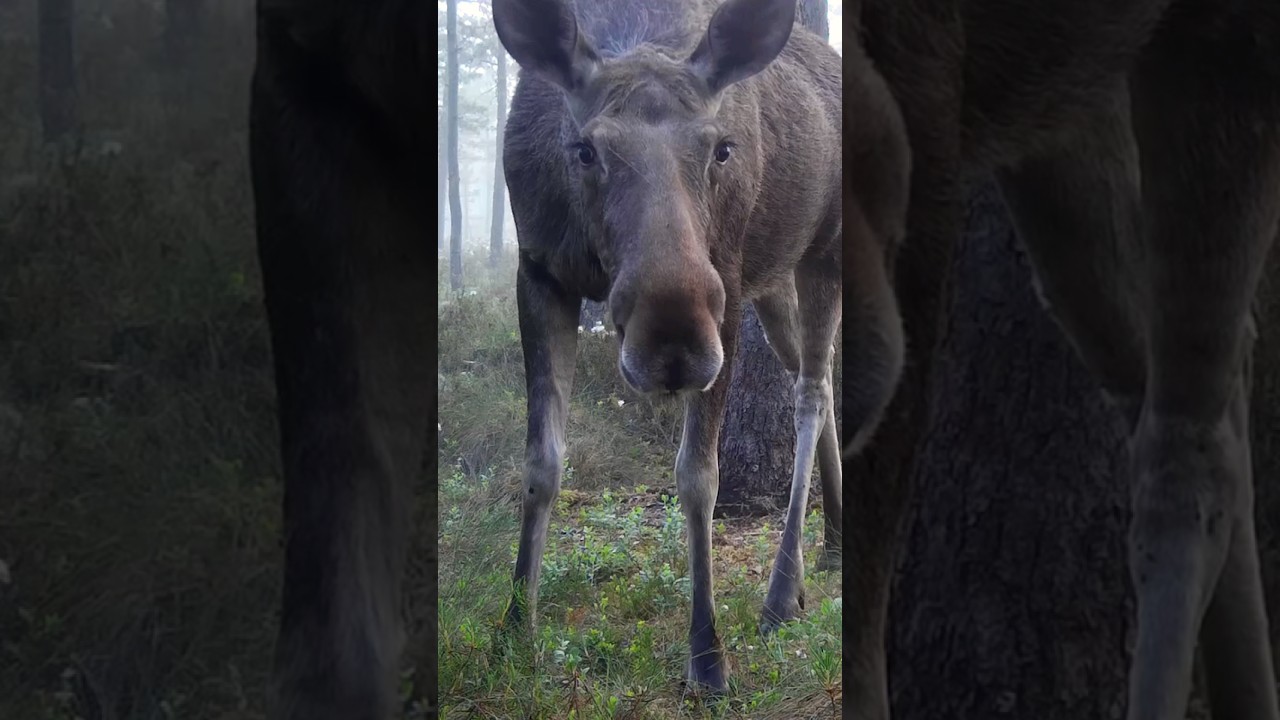 P&otilde;der | European moose (Alces alces) #wildlife #trailcam #naturelovers #wildanimals #trailcamera