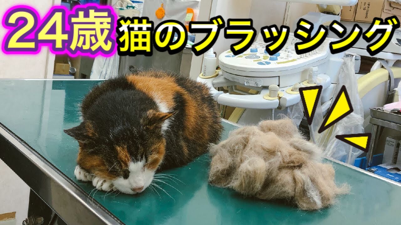 【ご長寿猫２４歳】高齢猫のブラッシングは、こんなにも平和。