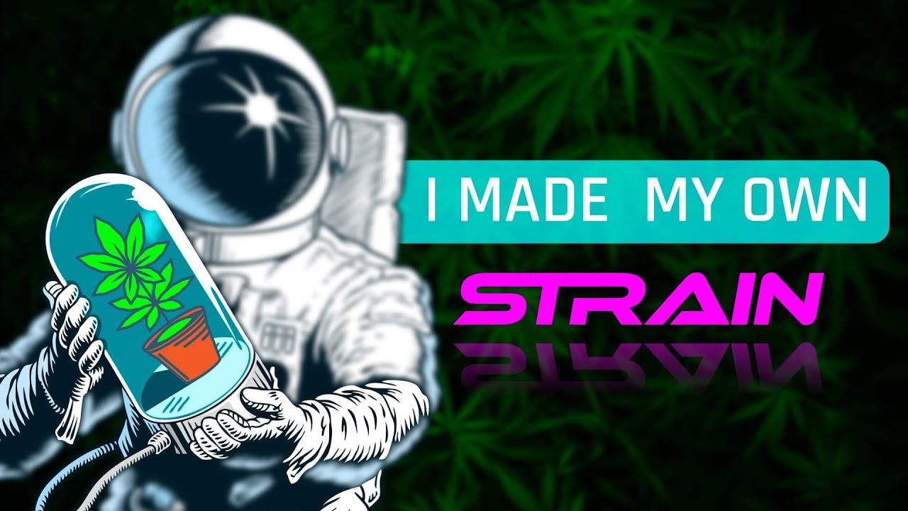 Germinating my own strain of Cannabis! [Blue Freezie Grow Series EP.1]