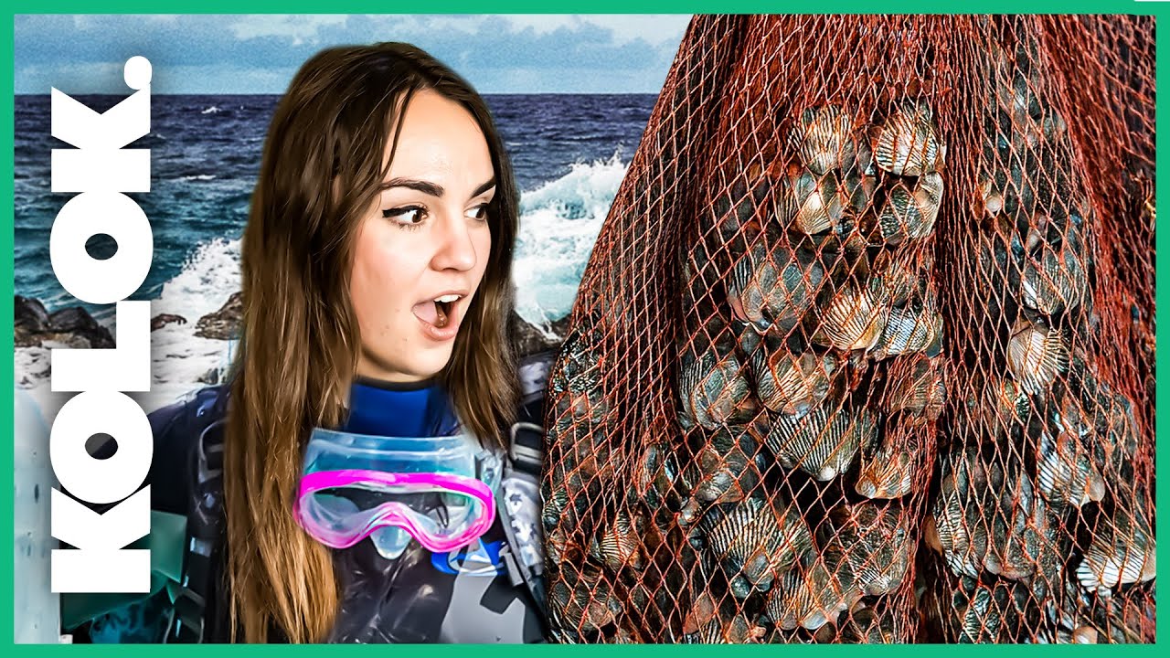 Je pars à la PÊCHE aux COQUILLES SAINT-JACQUES !