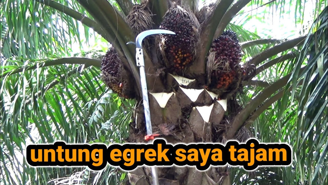 lihat bro egrek long ultra tajamnya panen sawit buah banyak