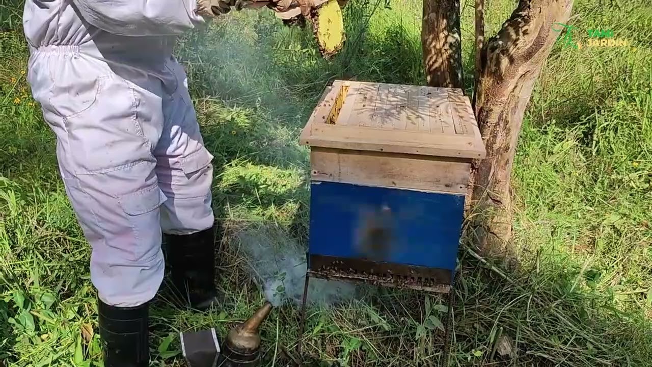 Mes abeilles vivent dans une ruche à étage et me produisent plus de miel