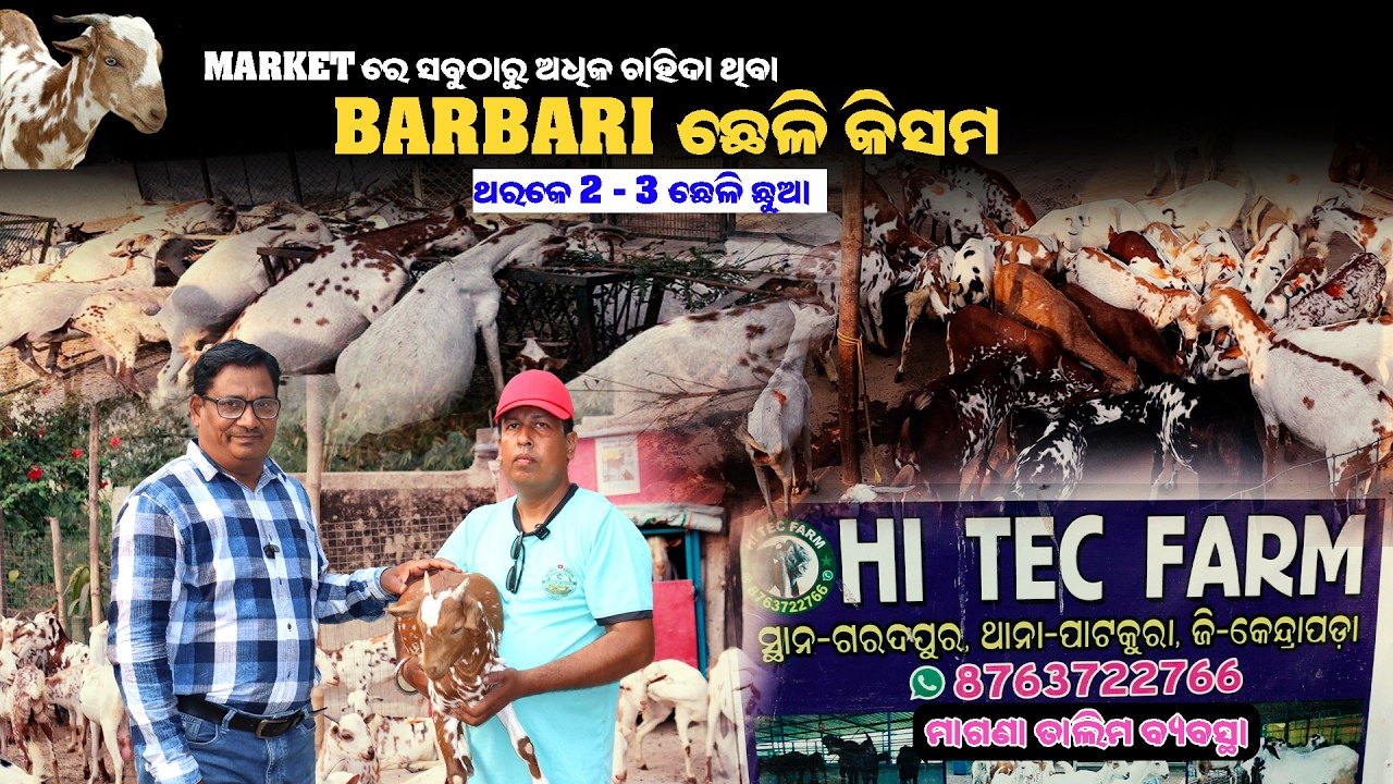 ସବବଠାରୁ ଅଧିକ ଲାଭ ଦେଇଥାଏ Barbari ଛେଳି Barbari Goat farming ଥରକେ 2-3ଟି ଛେଳି ଛୁଆ