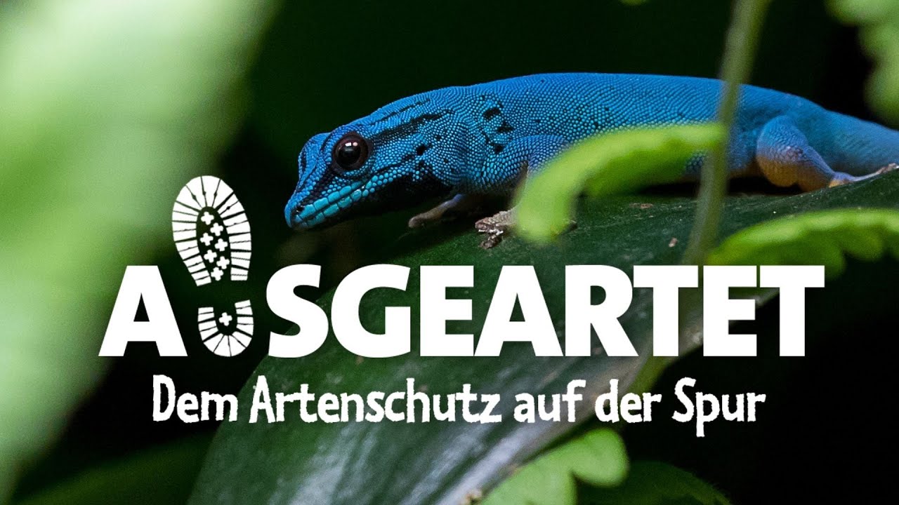 AUSGEARTET - Folge 14: Mit Corinna Wirth auf den Spuren der Türkisblauen Taggeckos