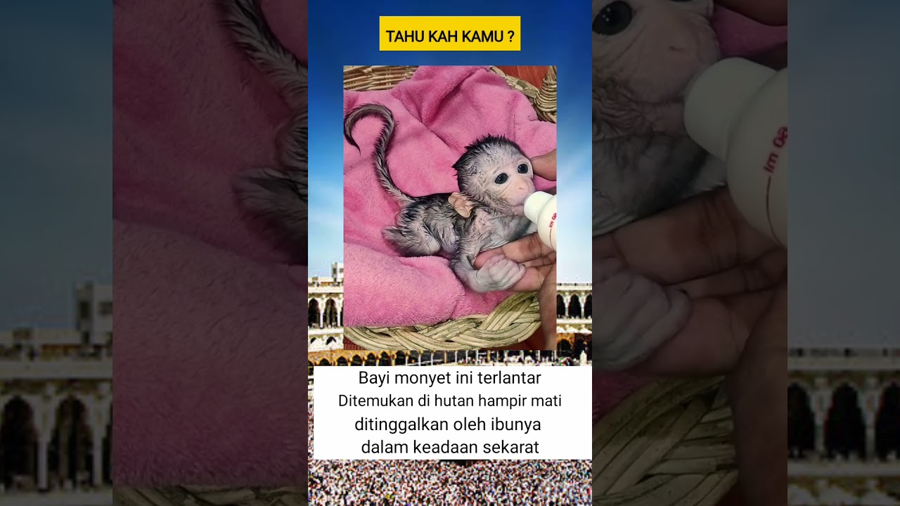 Bayi monyet ini ditemukan dalam keadaan kelaparan