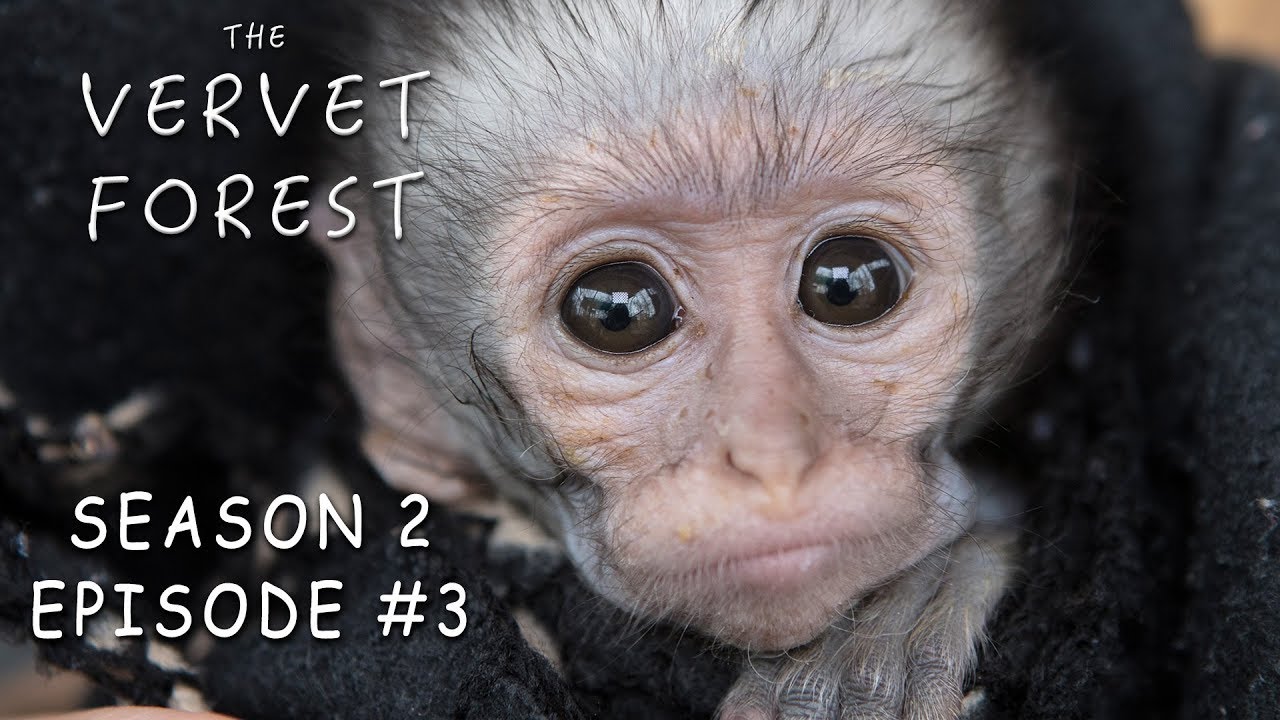 Orphan Baby Vervet Monkeys Play In Disneyland - The Vervet Forest - Season 2 Episode 3