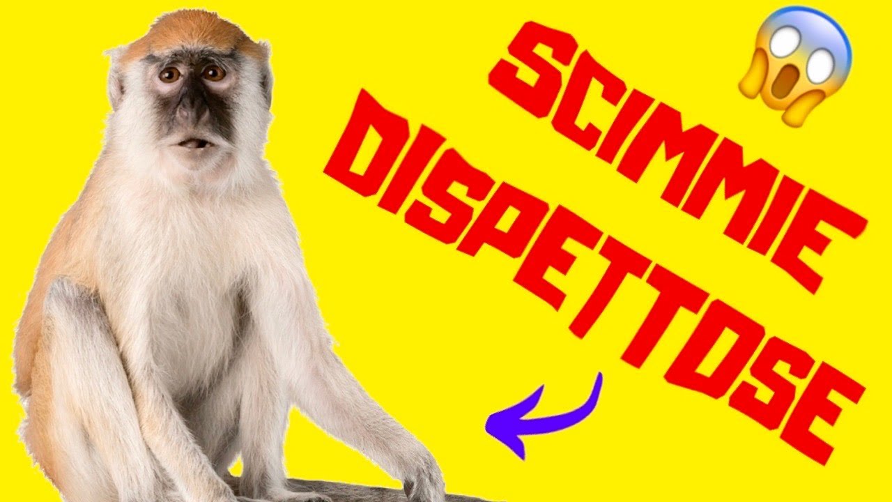 SCIMMIE DISPETTOSE | SCIMMIE DIVERTENTI COMPILATION ESILARANTE 🐒 | A si? No