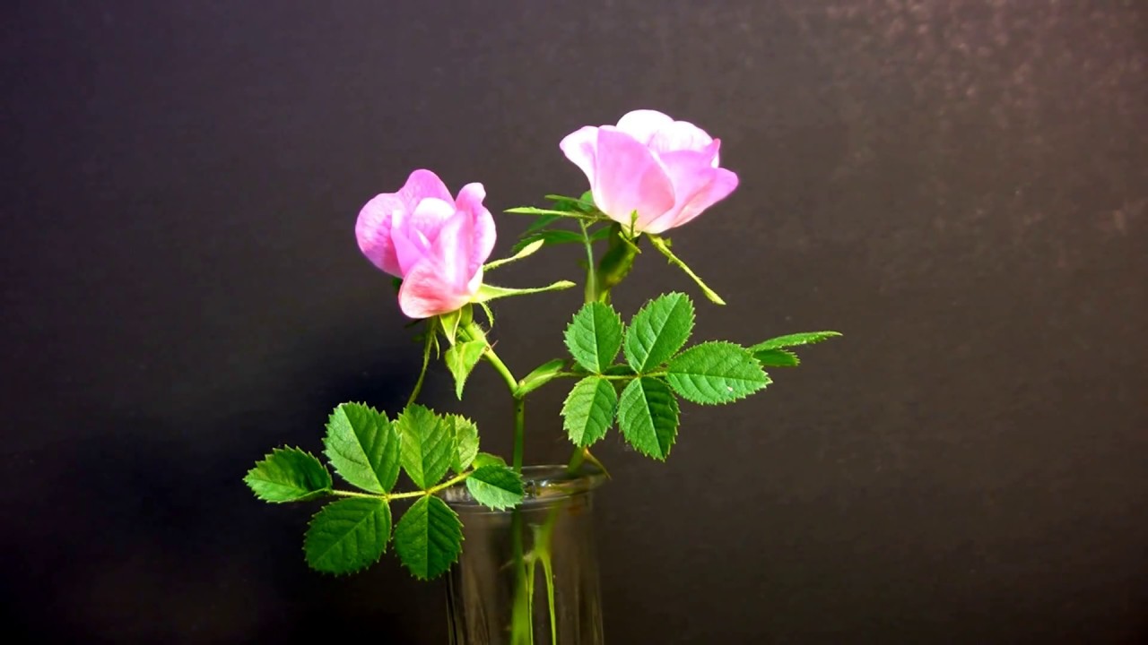 Time Lapse of Wild Rose Blooming and Dropping Petals