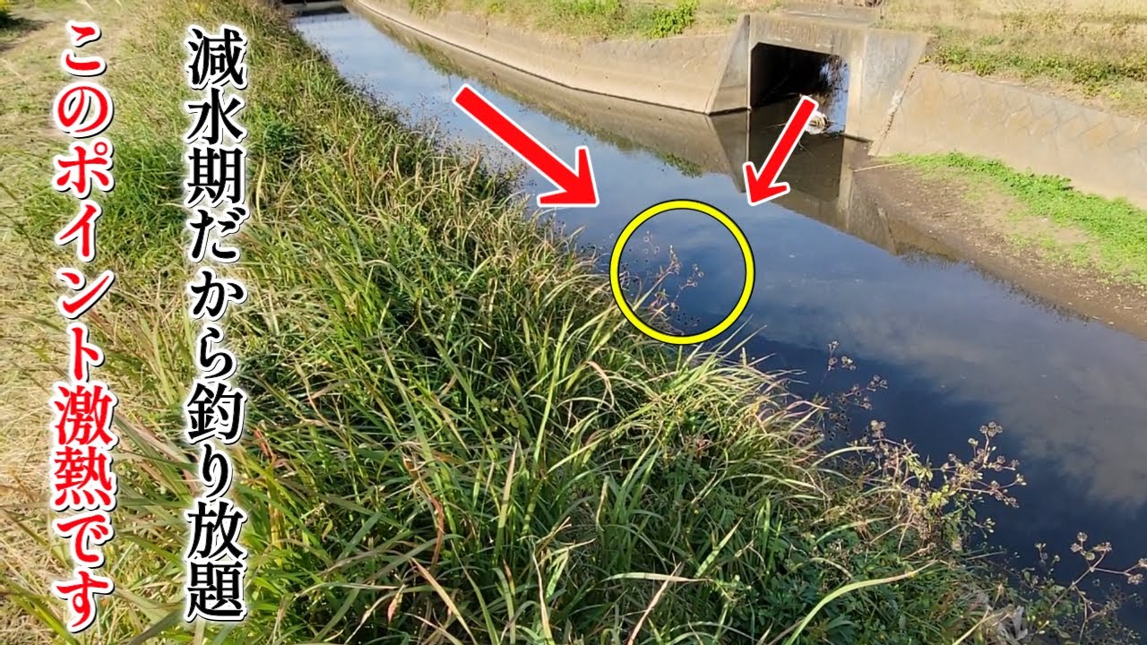 用水路の合流点は入れ食い釣り放題だった！
