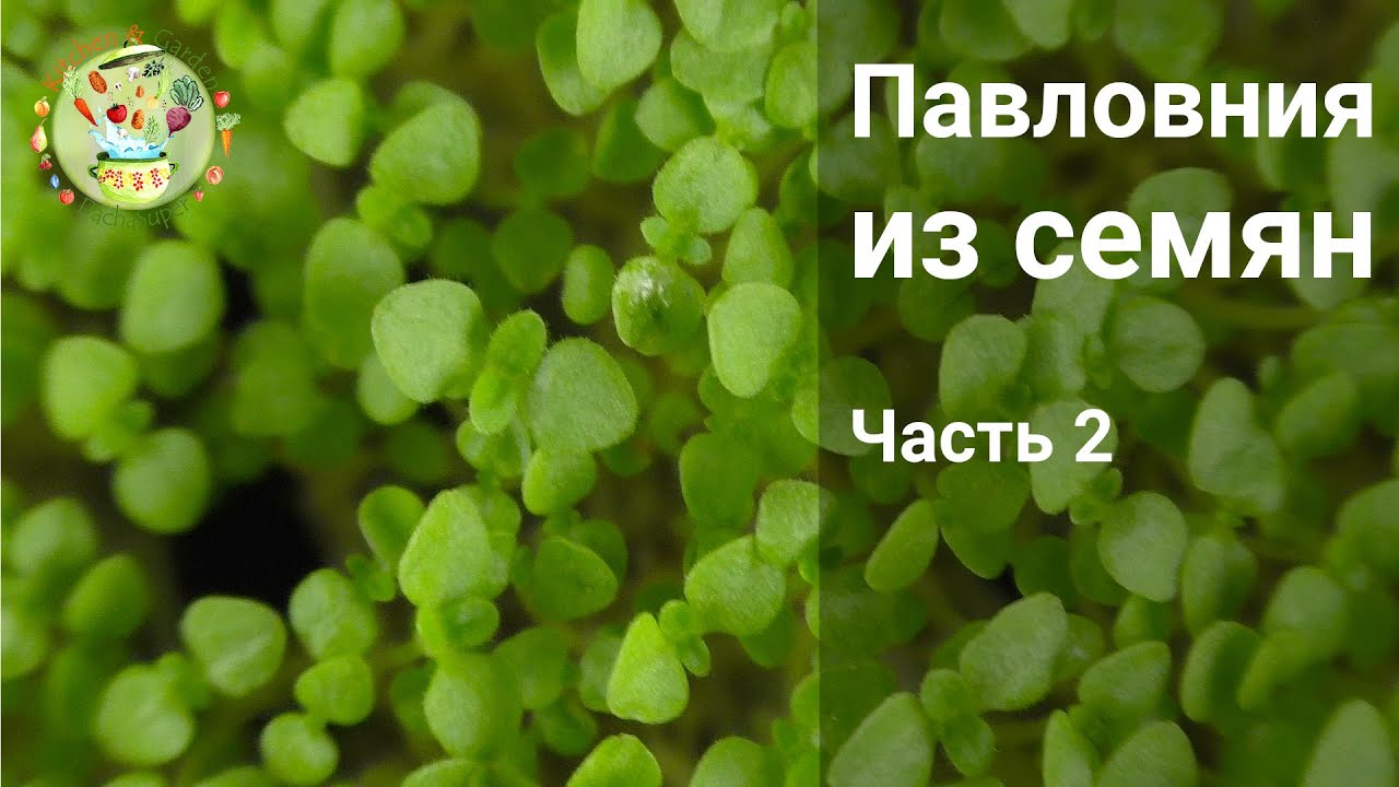 Павловния из семян. Часть 2 Пикировка