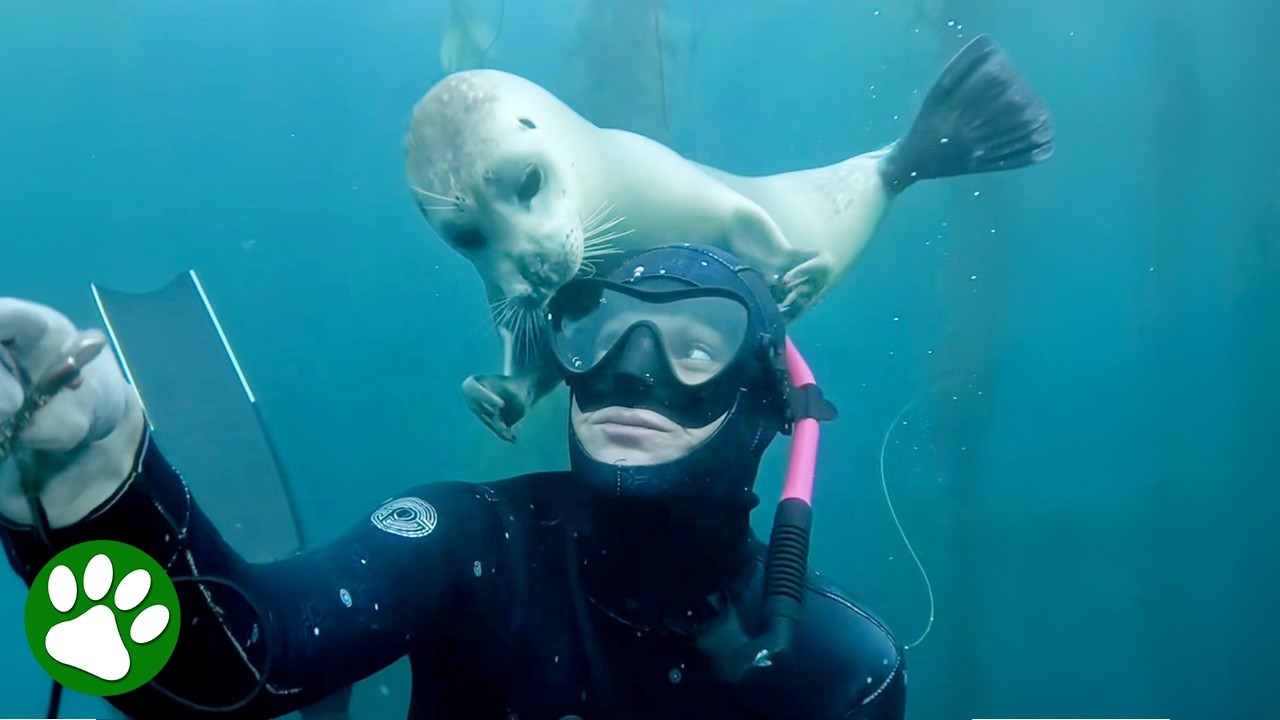 Curious Seal Starts Petting Diver&rsquo;s Head 😍