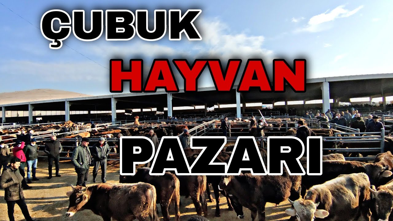 ÇUBUK HAYVAN PAZARI ( TÜRKİYENİN BÜYÜK PAZARI )