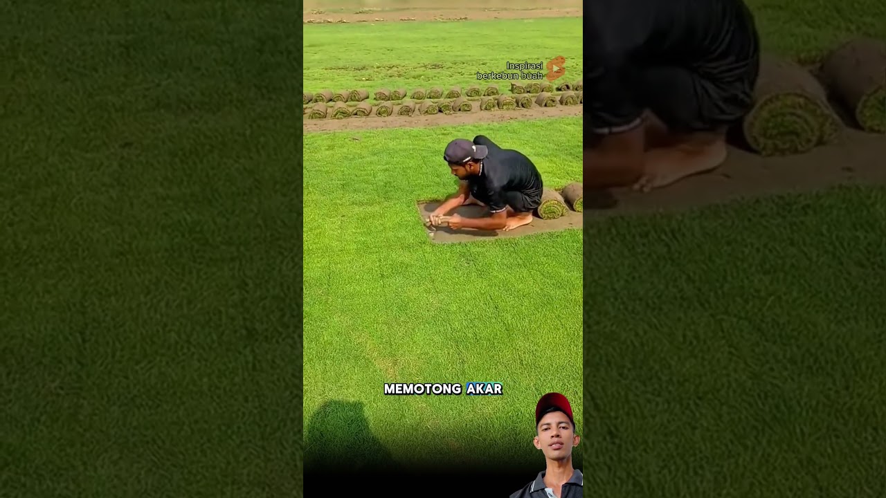 Teknik panen rumput jepang #pertanian #kreatif #satisfying #shortsfeed
