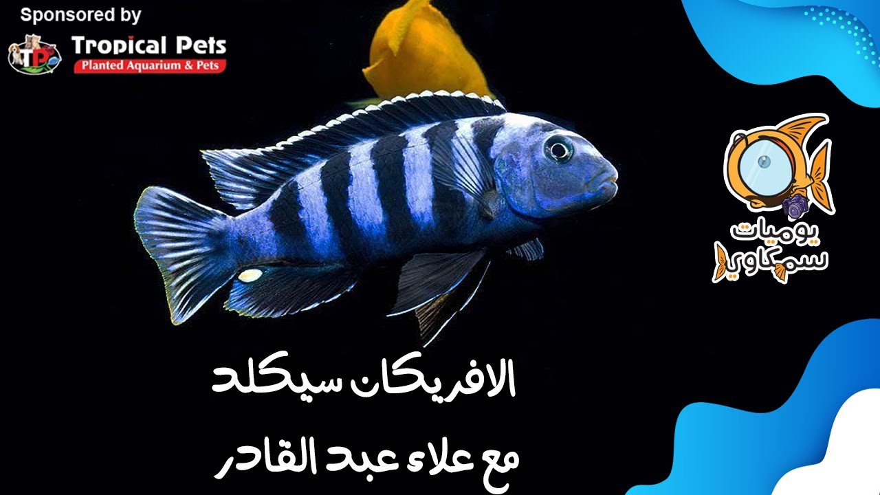 الافريكان سيكلد مع علاء عبد القادر