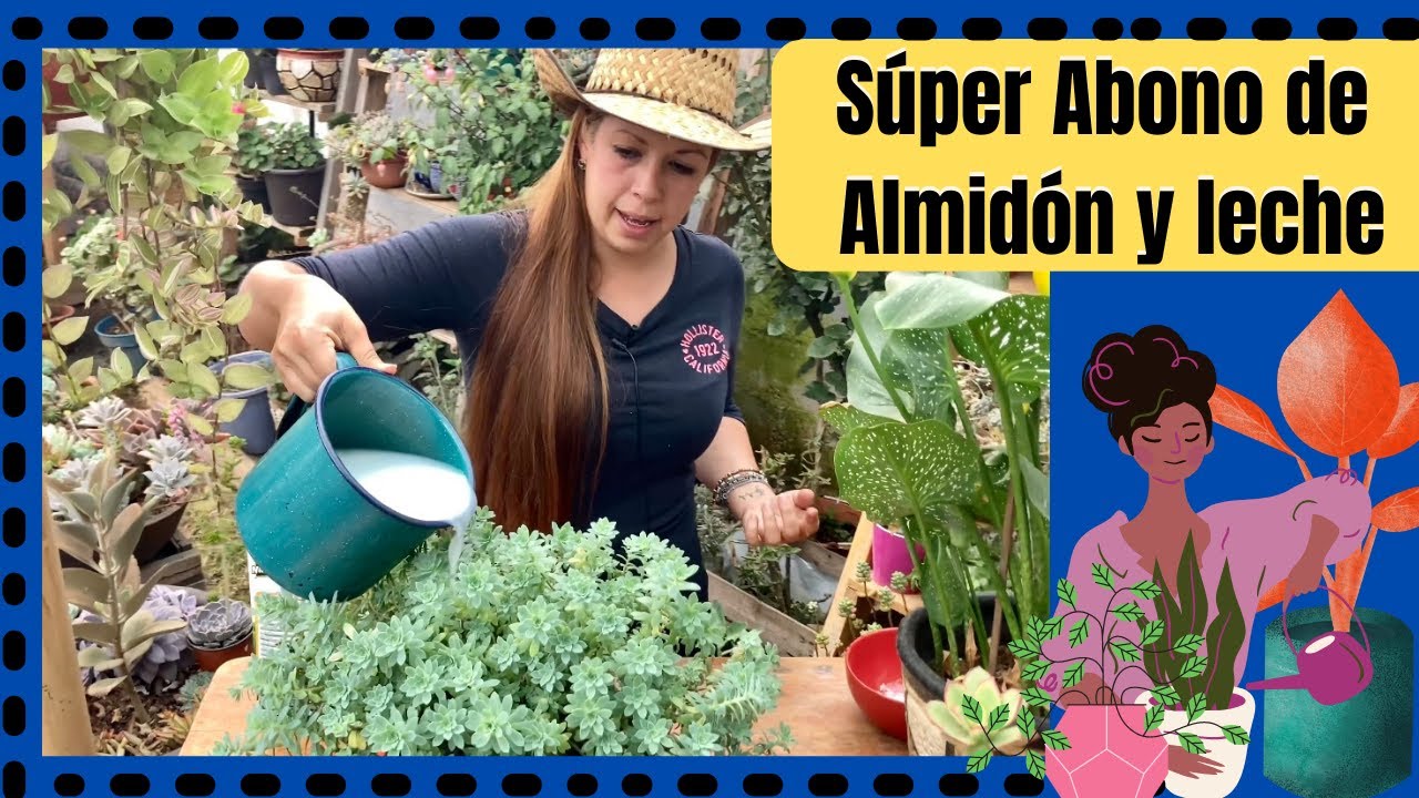 Súper Abono de leche y almidón 😍 sirve para plantas en agua