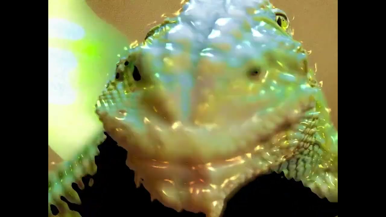 Reptant -- Lizard Of Oz (Sansibar Shapeshift)