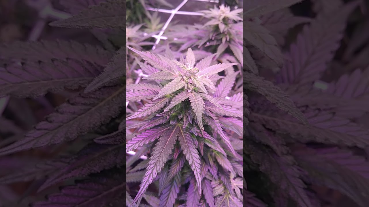 4 phantom 1xl's & farred bloomenhancer update week5