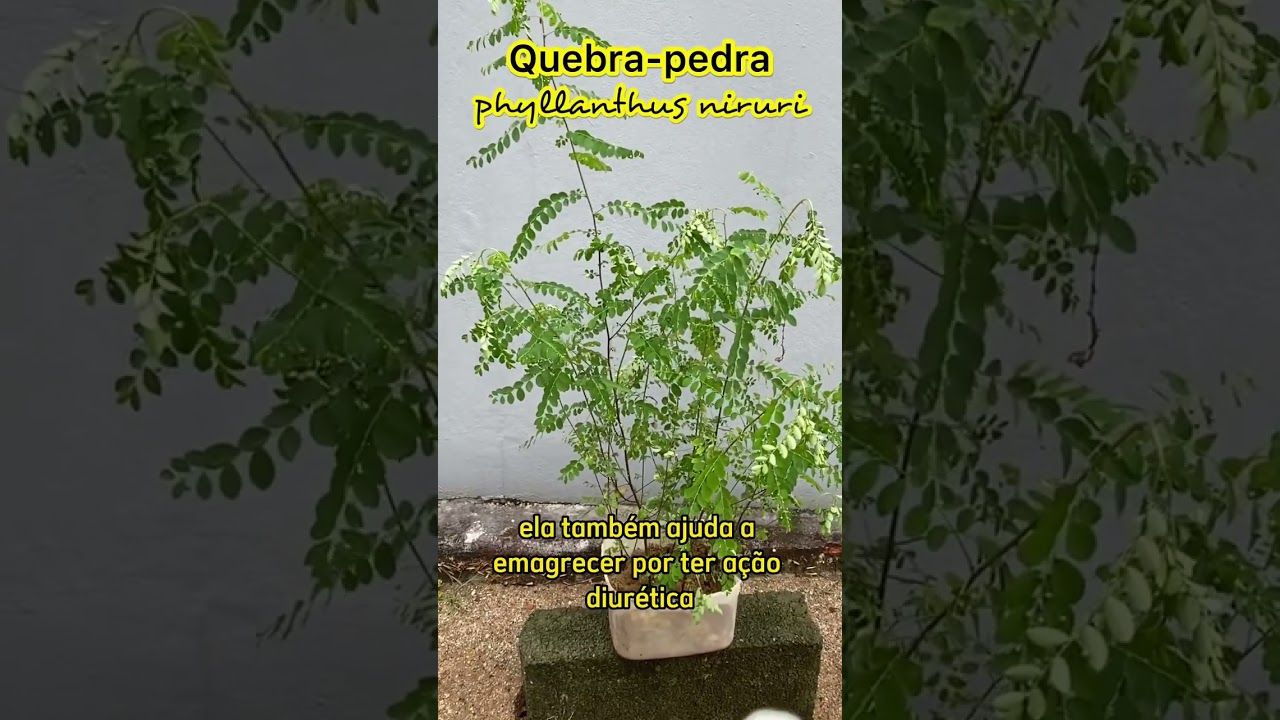 QUEBRA PEDRA - Pedras nos Rins