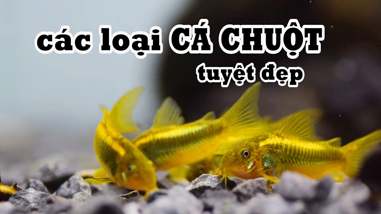 Các loại Cá Chuột đẹp và cần thiết trong mỗi bể cá cảnh #kenhthuysinh p7