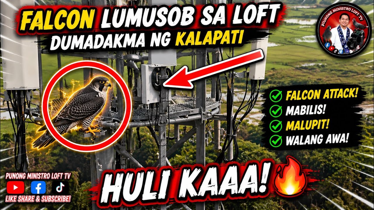 EP1216 FALCON LUMUSOB SA LOFT DELIKADO MANGDADAKMA NG KALAPATE!