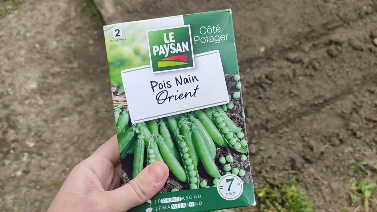 12🌱 Semer des petits pois 🌱 au potager | Pois nain en mars