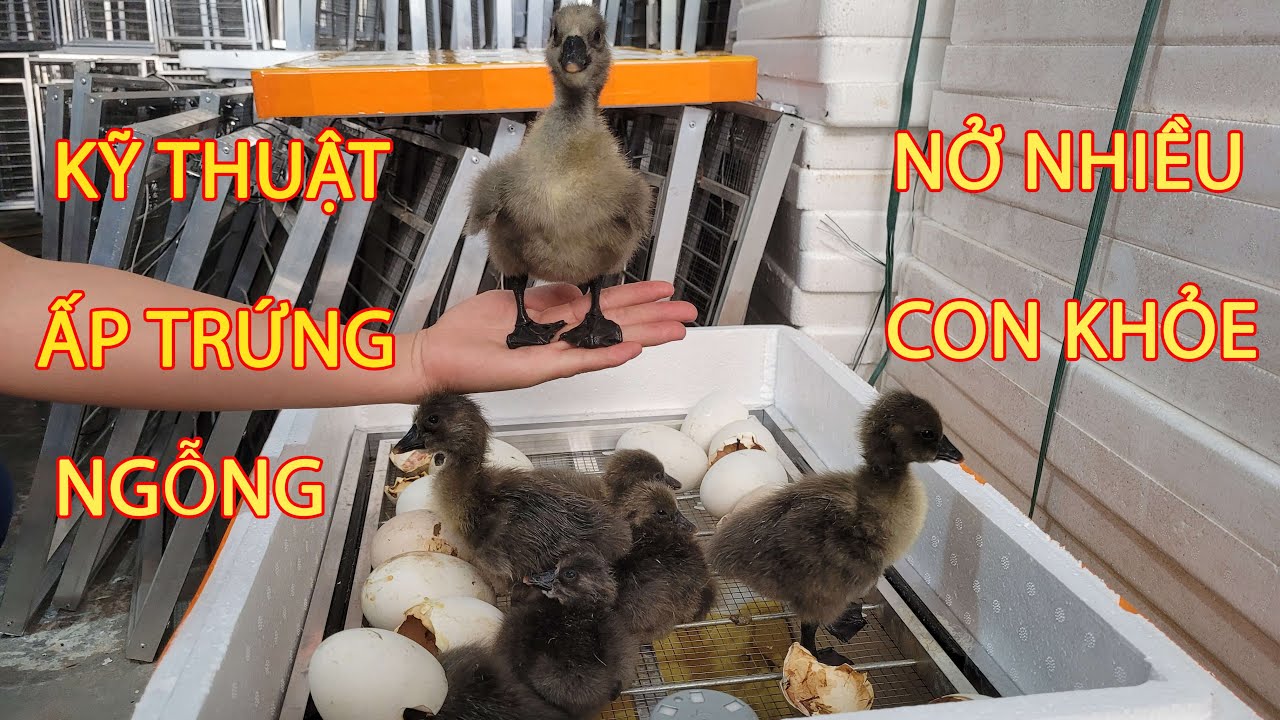 Hướng Dẫn Cách Ấp Trứng Ngỗng Bằng Máy Ấp Trứng Đúng Kỹ Thuật