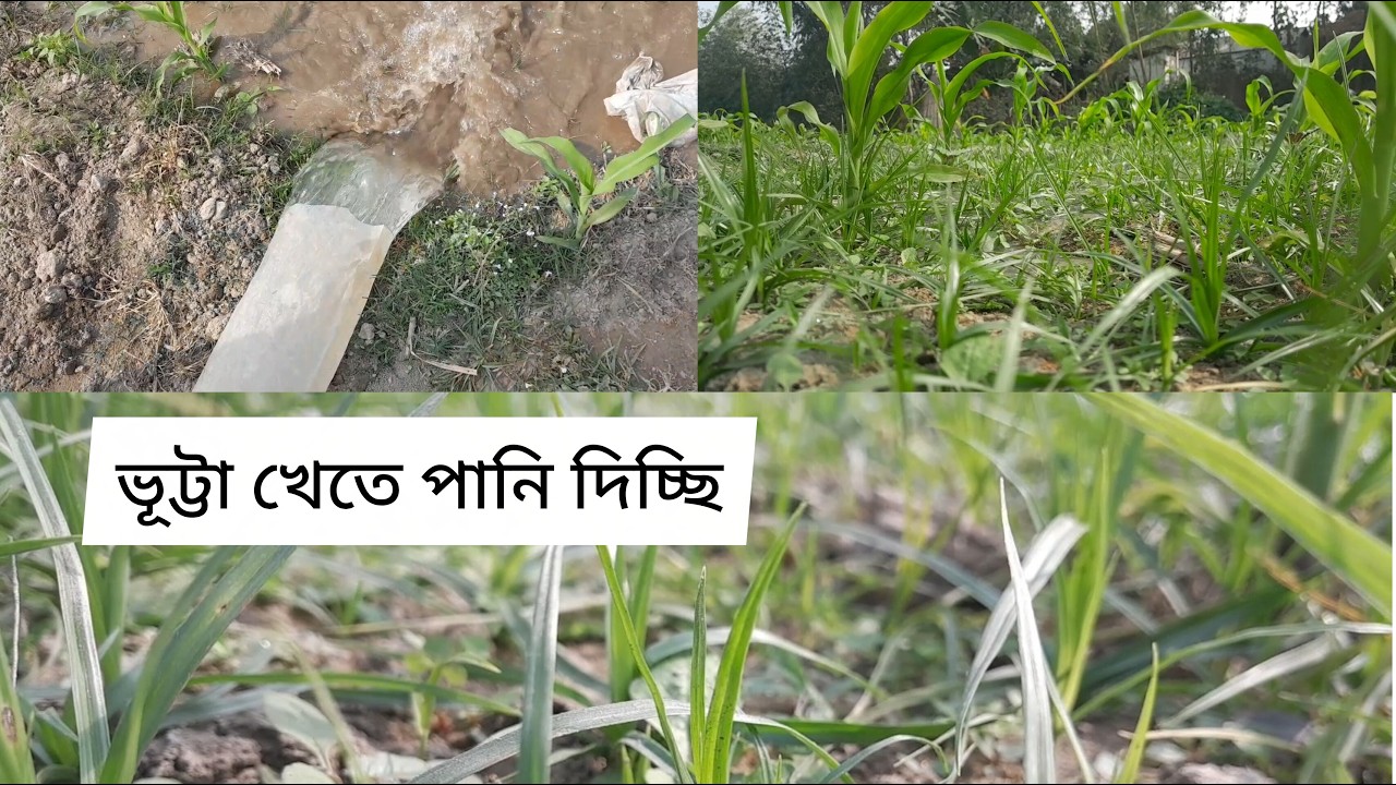 ভূট্টা খেতে পানি দিচ্ছি | Mashallah Farming
