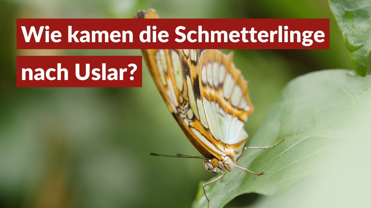 Schmetterlingspark Uslar | Hinter den Kulissen | wsrtv