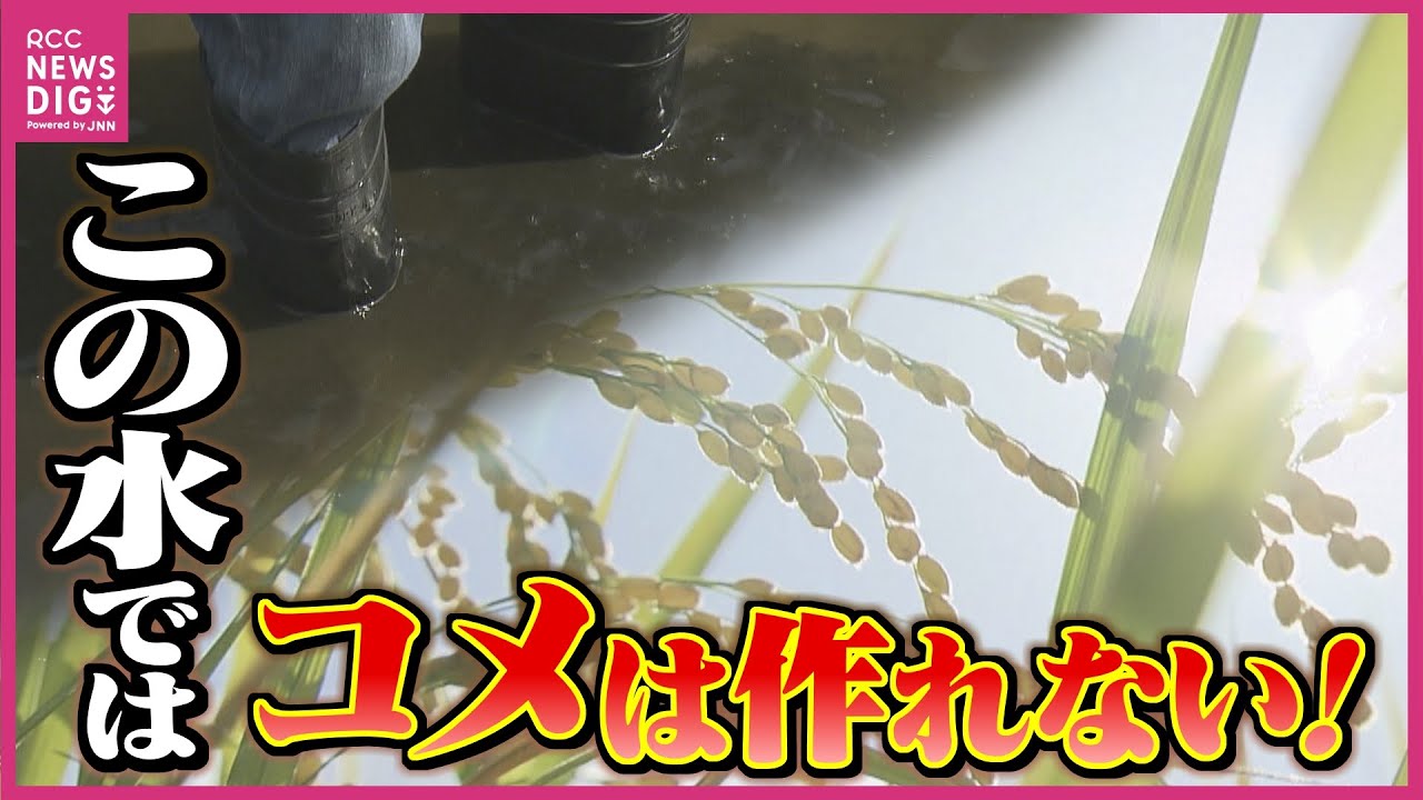「この水では米が作れない」産業廃棄物最終処分場のすぐそばの田んぼで　さらに下流域でもコメを検査　川の水質悪化を懸念　農家への影響広がる　広島