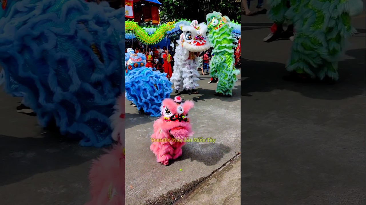 M&uacute;a L&acirc;n Nhỏ X&iacute;u Cực Vui #funny #liondance #catbaby #cute #cutebaby #funnybaby  #babycute #bibitv