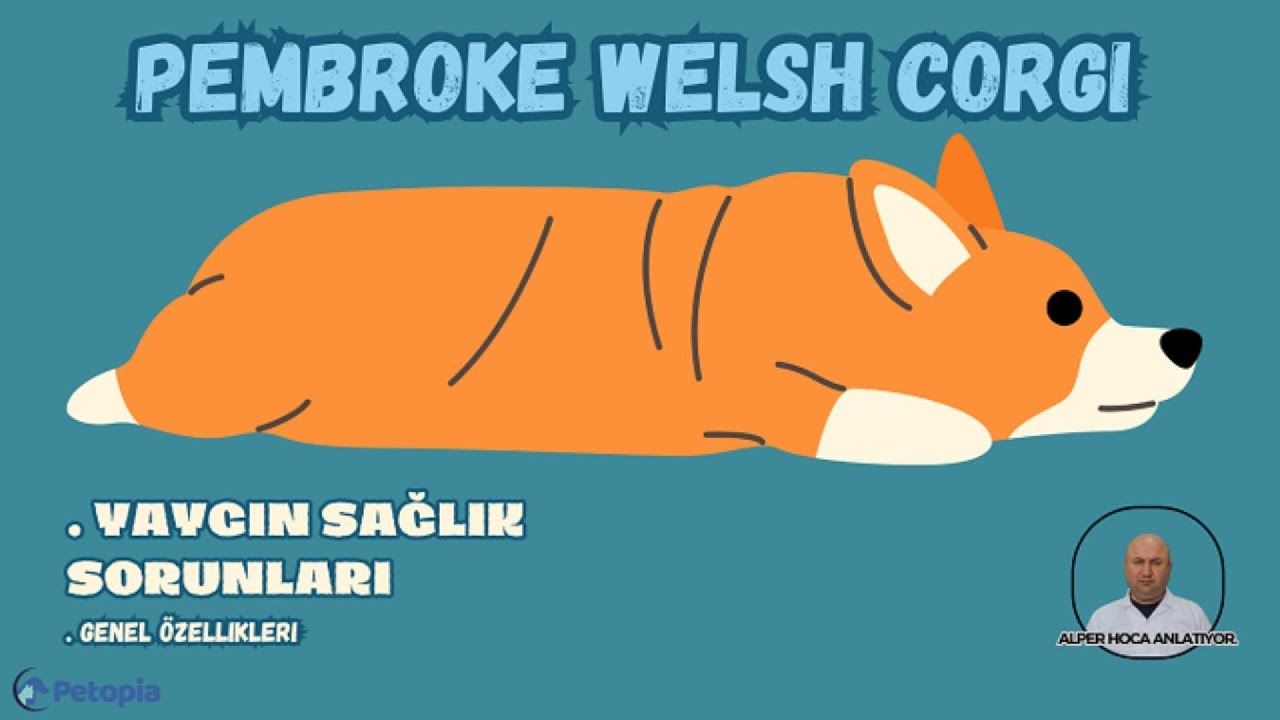 Pembroke Welsh Corgi Irkı Yaygın Sağlık Sorunları