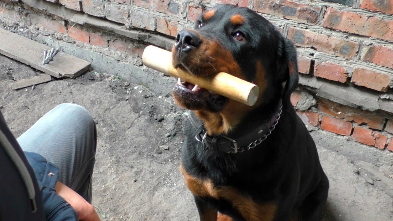 Команда 