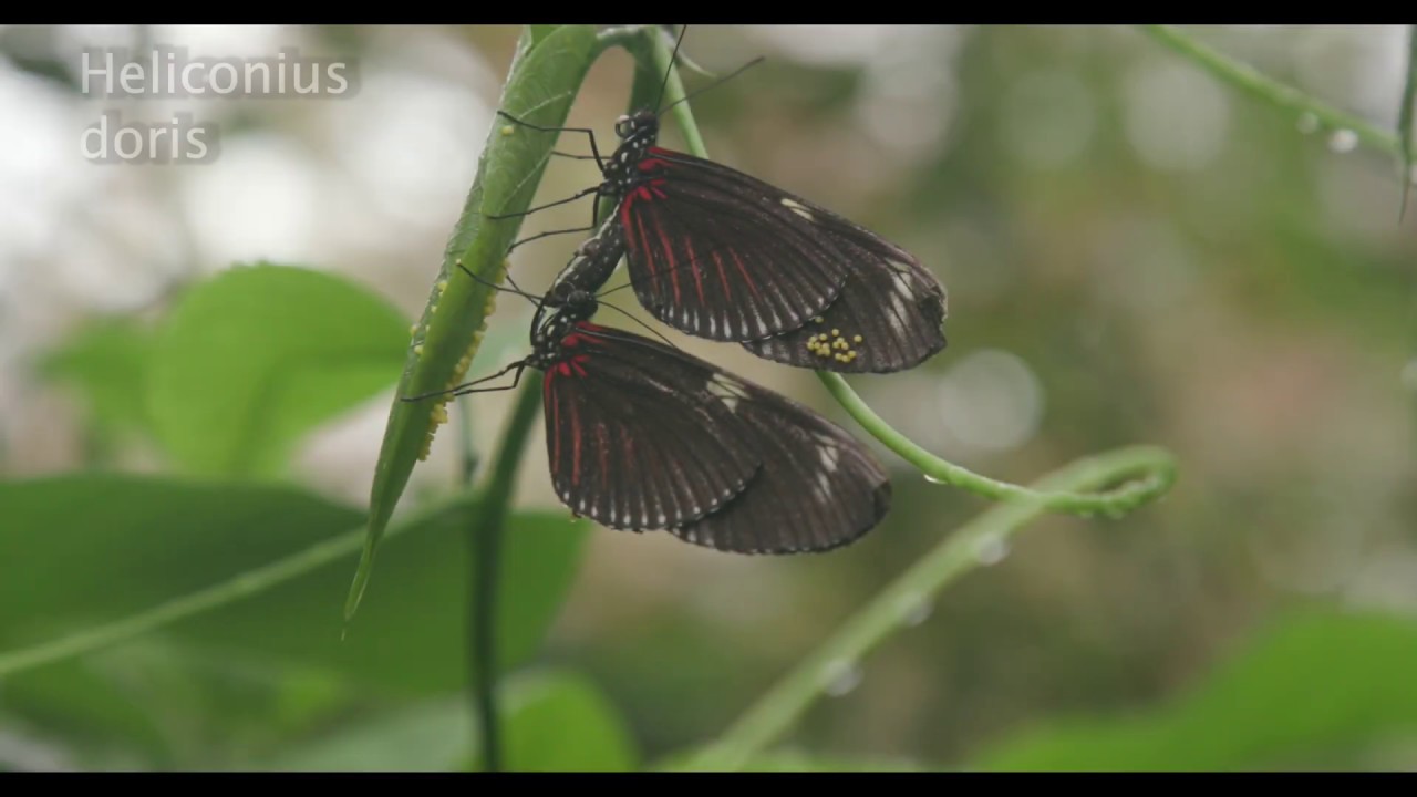 Heliconius doris Female Butterfly and 1st Instar Caterpillars