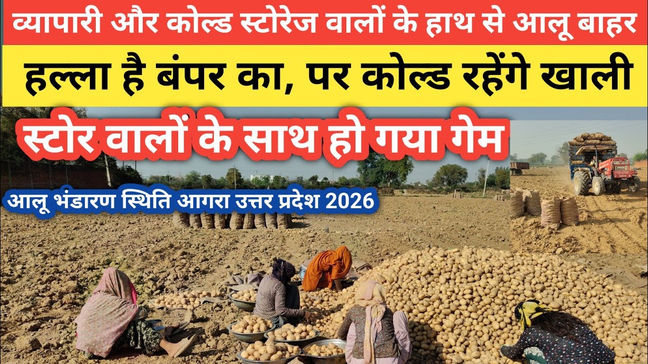 व्यापारी और कोल्ड स्टोरेज वालों की पहुंच से आलू हुआ दूर | सच जान कर लग सकता है झटका |