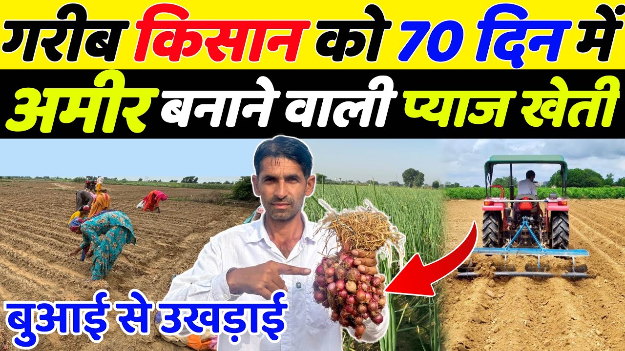 प्याज खेती की इस विधि ने किसानो को करोड़पति बना दिया | Pyaj Ki Kheti | Onion Farming | Sabji Kheti