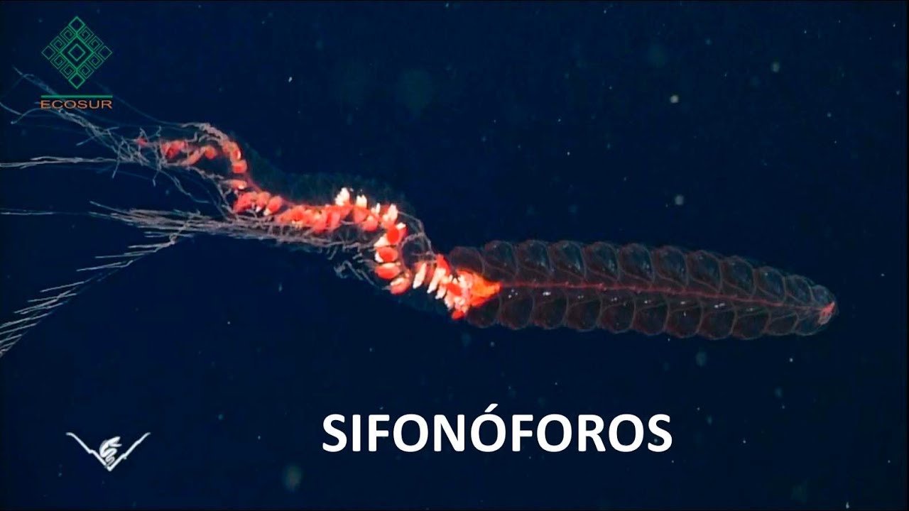 Sifonóforos: Dra. Rebeca Gasca, ECOSUR.