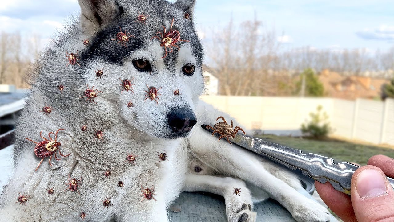 ШОК! 93 КЛЕЩА НА ХАСКИ !!!