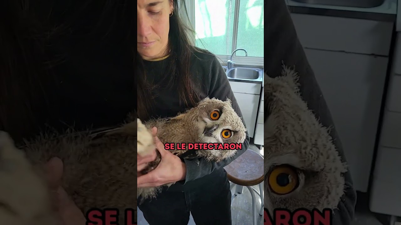 El primer volantón de búho real de 2026 llega a Brinzal