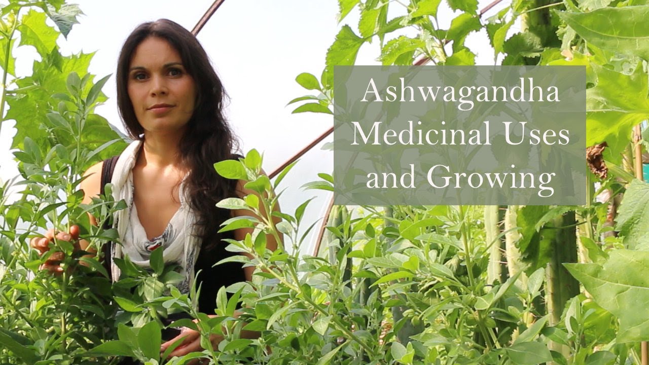 Ashwagandha (Withania somnifera) with Herbalist Marina Kesso