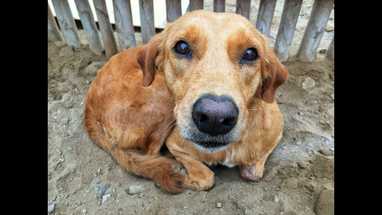 Volunteering at a dog shelter in Huanchaco, Peru