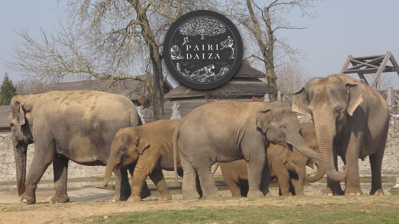 Pairi Daiza 2022
