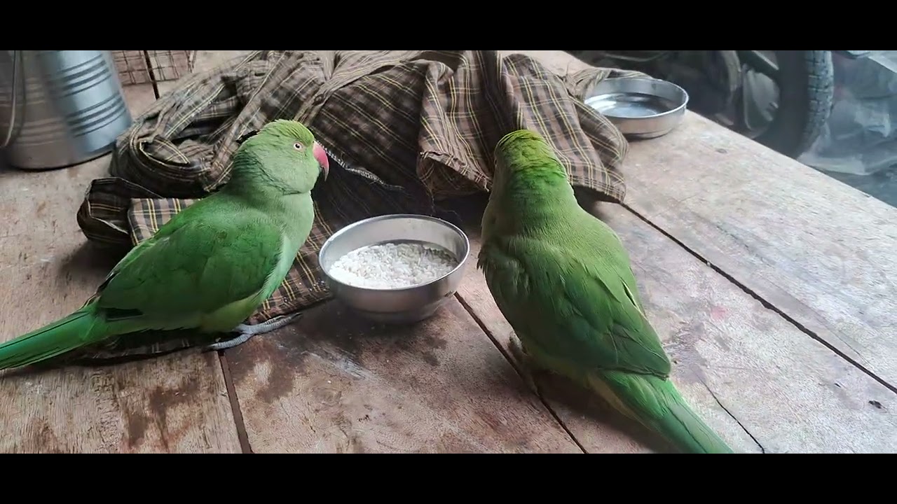 #talkingparot #funnyanimal #birds #funnybird 😍😍🎉🎉✨✨🌷❤