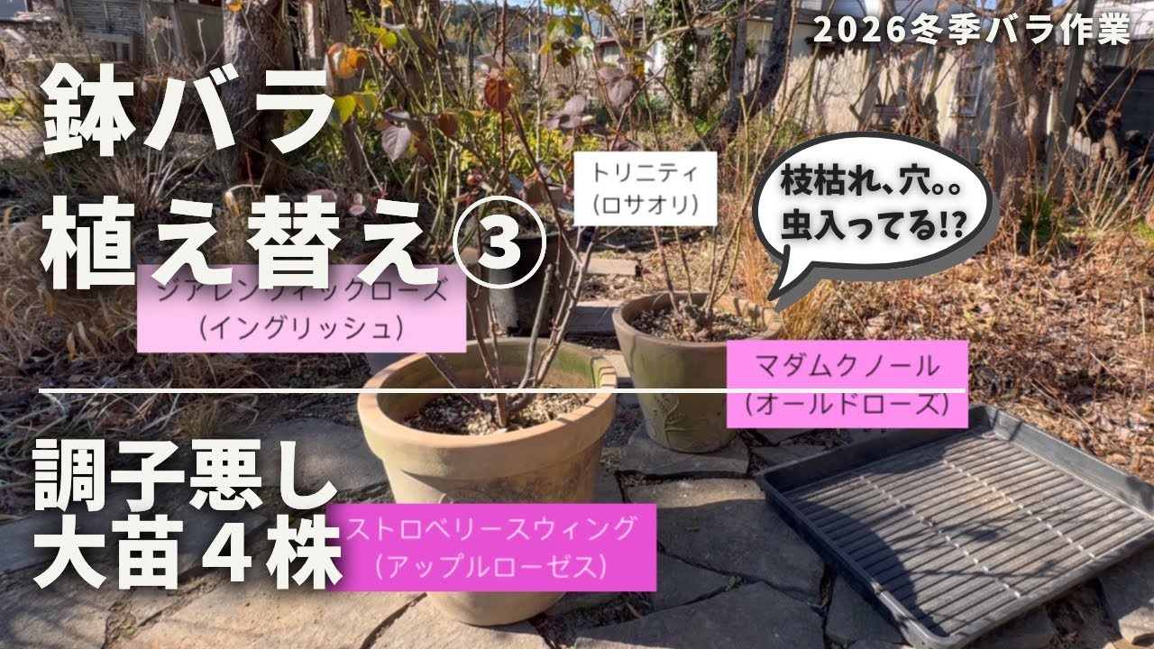 《2026鉢バラ植え替え③／調子悪し大苗４株》虫が入っているのか！謎の枝枯れ、穴。。／曲がりくねった根はありですか？？思い切って荒療治／無農薬派のカミキリ対策／古土・剪定枝再生／花ごころ／カルスNCR