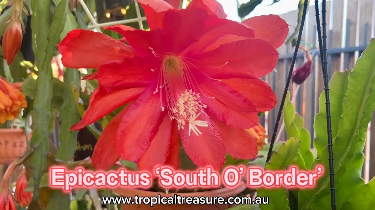 Epicactus &lsquo;South O&rsquo; Border&rsquo;